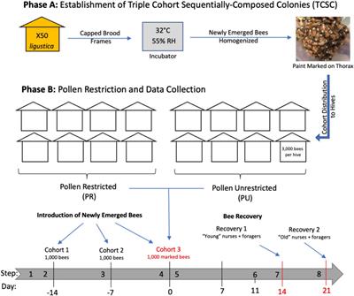 Decoupling the effects of nutrition, age, and behavioral caste on honey bee physiology, immunity, and colony health